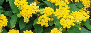 lantana